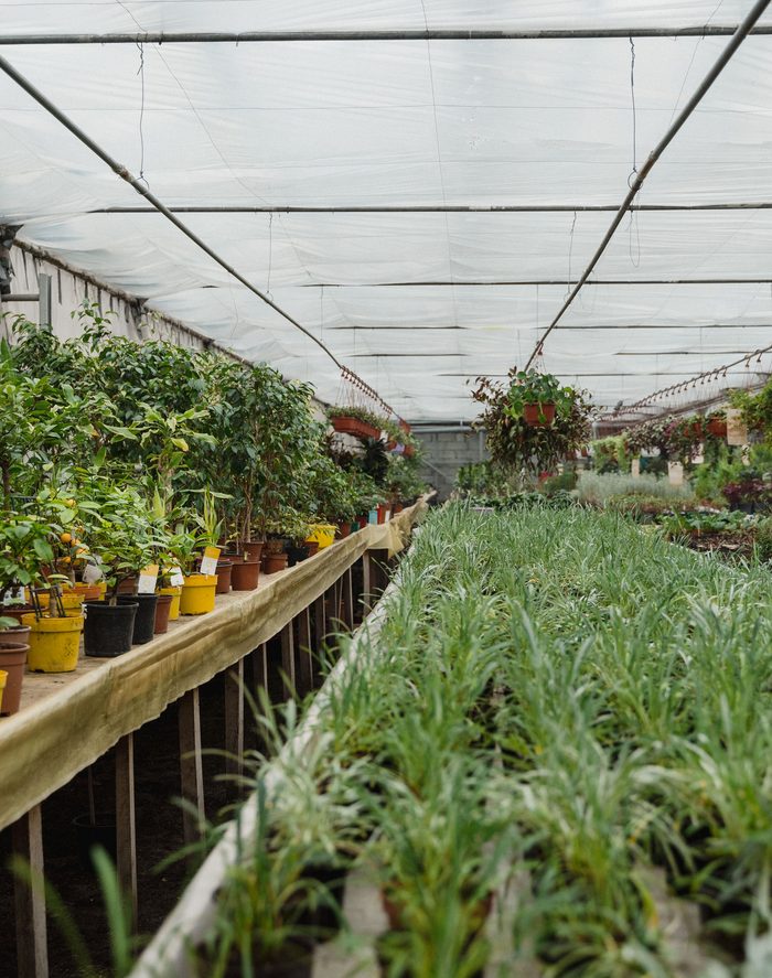 Egocentric photo inside a greenhouse aisle, with sample scene annotations on plant rows