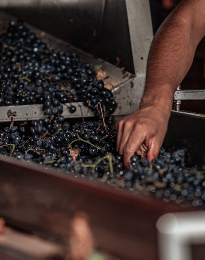 Egocentric photo of a hand harvesting grape clusters, with a sample hand pose overlay