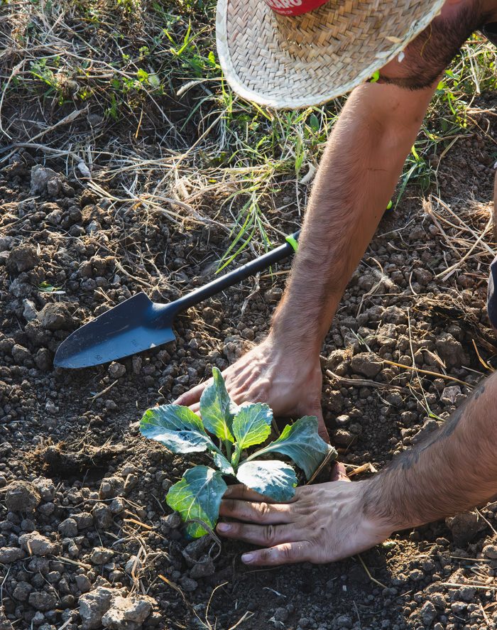 Egocentric photo of hands transplanting a seedling with a garden trowel, with sample object annotations